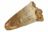 Cretaceous Fossil Crocodile Tooth - Morocco #187720-1